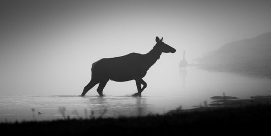 Elk in River Fog - Metal