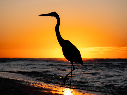 A Great Orange Heron
