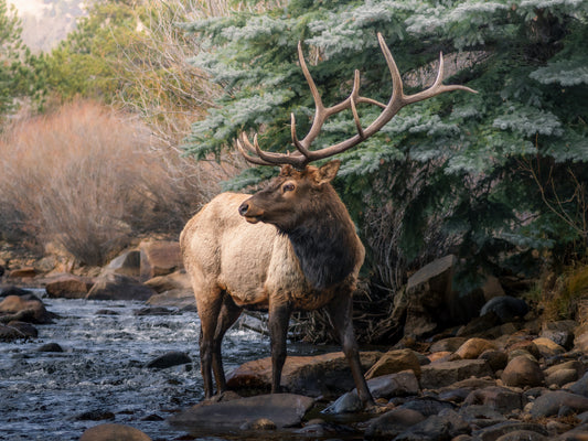 Ethereal Elk