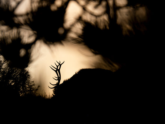 Any Way the Wind Blows